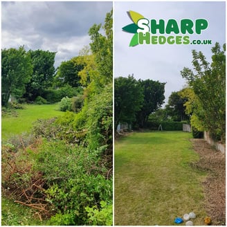 overgrown garden tidy up