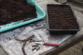 a tray of dirt in a container with a knife and a fork
