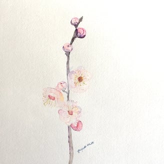 Sakura Japanese Cherry Blossom Watercolor Painting by Weronika Kacperski