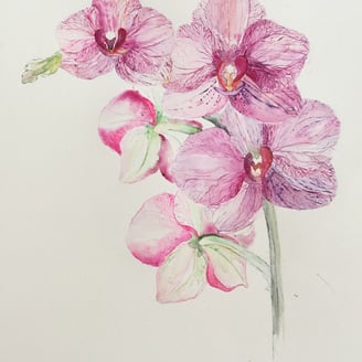 weronika kacperski art | fuchsia orchid blossom watercolor painting 