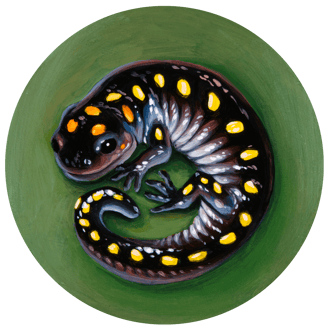 A small salamander with yellow spots on black, curls into the round picture.