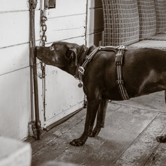 a black dog is standing indicating on a wall with a nose touch