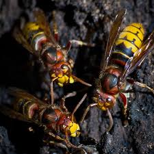 european hornet image
