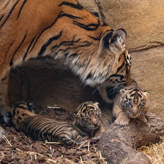 Nascimento de três filhotes da mais rara subespécie de tigre do mundo é muito celebrado - Por Suzana Camargo