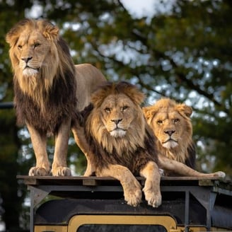 Safety and Precautions for Safari Trips