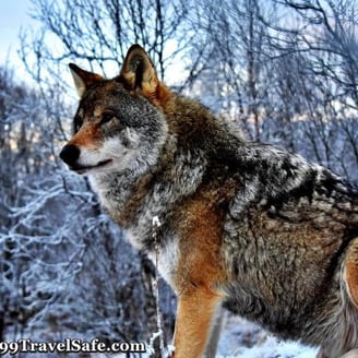 The Danger of Wolves and Coyotes in the Wild