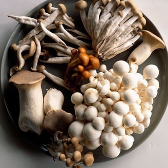 HERE, THE MUSHROOM IS A BLADE. A SHIELD. A STORY.