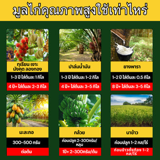 ปริมาณการใช้มูลไก่คุณหญิง