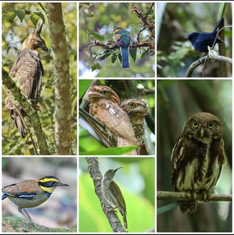 West Java Endemic Bird