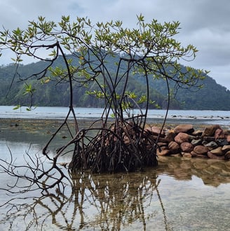 lone mangrove, symbolizing our commitment to coastal conservation