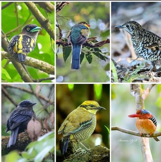 West Java Birding tour 11D / 10N