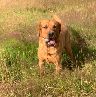 a dog is standing in the grass and looking at the camera