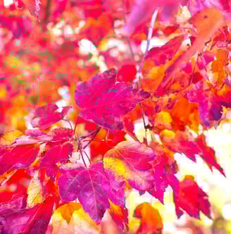 Autumn Red Series Fine Art Photography