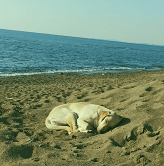 İzmir sahilinde dinlenen köpek, rahatlatıcı dijital reklam teması