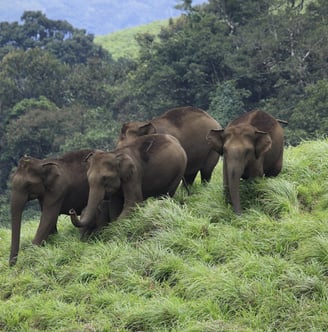 Kerala elephants roaming in nature.