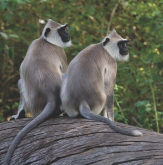 Monkey spotted in Chinnar Wildlife Sanctuary, Kerala