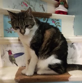 Winnie looking inquisitive whilst on the decorated staircase