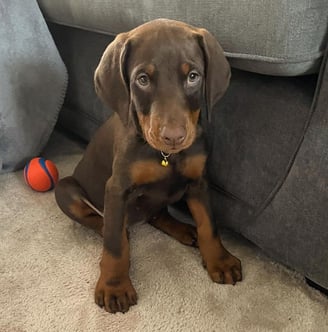Doberman Puppies for Sale