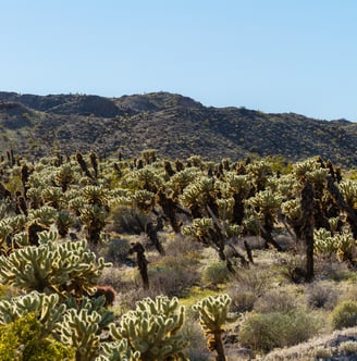 a large group of cholla cactus