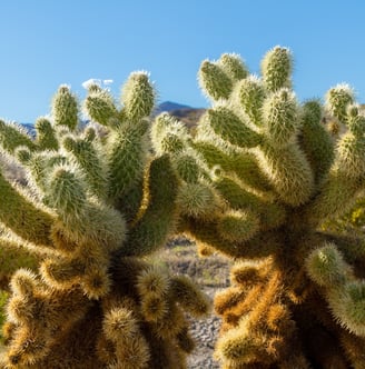 Closeup of cholla cactus