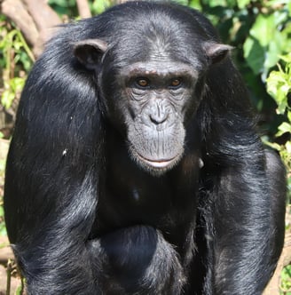 Observa chimpancés y gorilas en libertad y colabora a su conservación en centros de recuperación