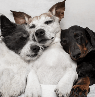 3 Small dogs cuddled together asleep
