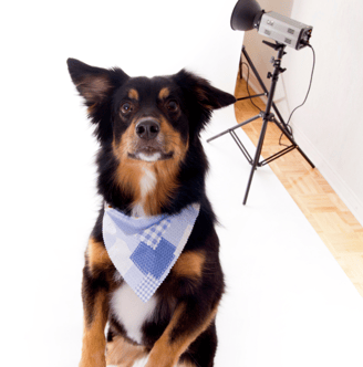 A black & tan dog with a purple bandana jumping on a photography set