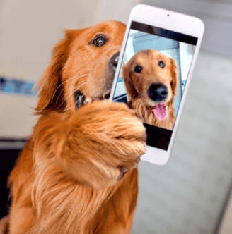 Golden Dog Holding an iphone taking a selfie of himself