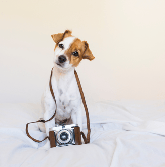 Jack Russell Puppy Tilting his head with a camera around his neck
