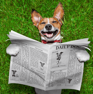 Jack Russel Dog Laying on the grass holding a Newspaper