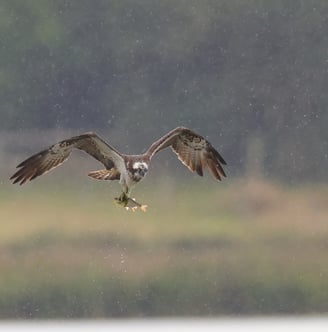 a bird with a fish in the air