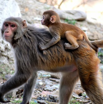 Friendly Monkeys