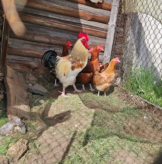 vištos