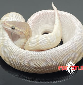 a white snake snake skin snake snake snake snake snake snake snake snake snake snake snake