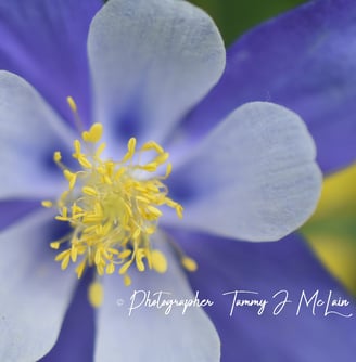 Colorado's Columbine's Close-Up by Tammy J McLain