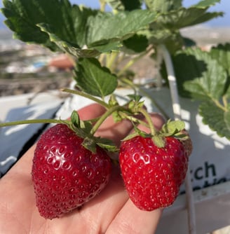 a person holding two strawberries in their hands