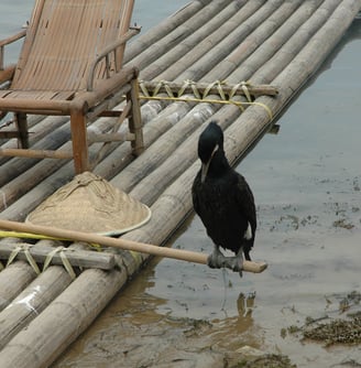 cormorant fisherman at the Yulonghe scenic area, near Yangshuo, China