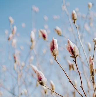 Un arbre avec des fleurs sous un ciel bleu, symbolisant la nature et la sérénité.