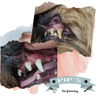 a dog's teeth and teeth with a toothbrush