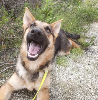 Adopt Thorin the happy Corgi Shepherd!