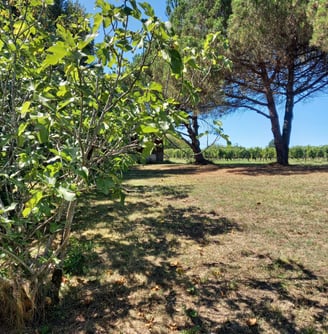 chantelevent-maison-pompignac-gironde-verger