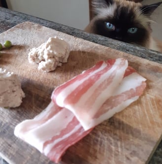 a cat is looking at bacon