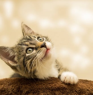 a kitten kitten sitting on top of a brown blanket