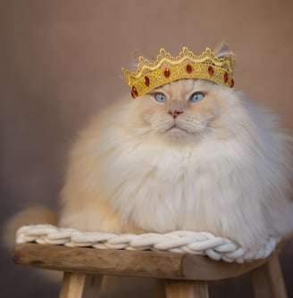 a ragdoll cat with a crown on top of a wooden chair