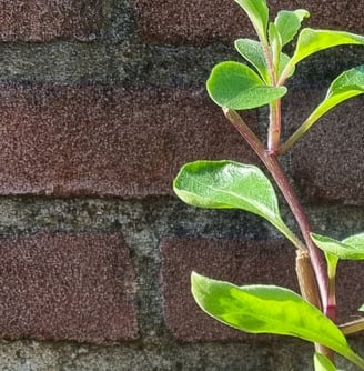 Gynura Procumbens