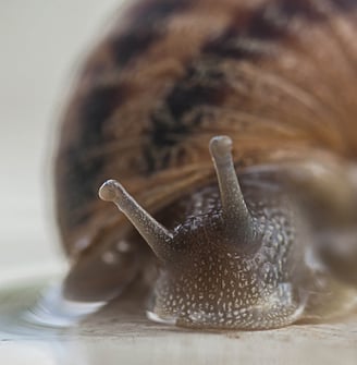 a snailling is drinking water