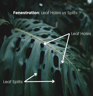 Diagram of the difference between leaf splits and holes on a fully fenestrated leaf from Monstera