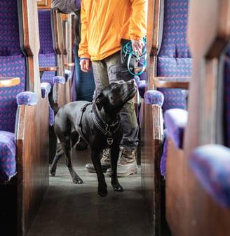 a dog on a train sniffing the seats with their handler behind them