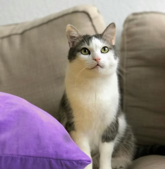 Gato confortável em casa