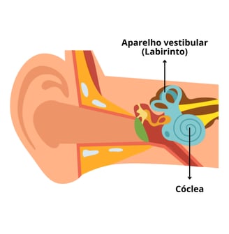 anatomia da orelha cóclea e aparelho vestibular